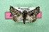  ( - AOCLep03507)  @11 [ ] Copyright (2025) A.S. Ortiz Unspecified