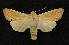  ( - AOC Lep 00100)  @15 [ ] Copyright (2014) Axel Hausmann/Bavarian State Collection of Zoology (ZSM) Universidad de Murcia