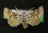  ( - AOC Lep 00104)  @12 [ ] Copyright (2014) Axel Hausmann/Bavarian State Collection of Zoology (ZSM) Universidad de Murcia