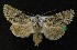  ( - AOC Lep 00108)  @14 [ ] Copyright (2014) Axel Hausmann/Bavarian State Collection of Zoology (ZSM) Universidad de Murcia