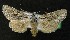  ( - AOC Lep 00109)  @14 [ ] Copyright (2014) Axel Hausmann/Bavarian State Collection of Zoology (ZSM) Universidad de Murcia