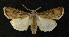  ( - AOC Lep 00110)  @14 [ ] Copyright (2014) Axel Hausmann/Bavarian State Collection of Zoology (ZSM) Universidad de Murcia