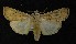  ( - AOC Lep 00111)  @14 [ ] Copyright (2014) Axel Hausmann/Bavarian State Collection of Zoology (ZSM) Universidad de Murcia