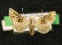  (Amephana - AOC Lep 00122)  @14 [ ] Copyright (2014) Axel Hausmann/Bavarian State Collection of Zoology (ZSM) Universidad de Murcia