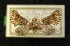  ( - AOC Lep 00123)  @11 [ ] Copyright (2014) Axel Hausmann/Bavarian State Collection of Zoology (ZSM) Universidad de Murcia