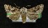  (Hadena silenides - AOC Lep 00128)  @13 [ ] Copyright (2014) Axel Hausmann/Bavarian State Collection of Zoology (ZSM) Universidad de Murcia