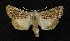  ( - AOC Lep 00136)  @13 [ ] Copyright (2014) Axel Hausmann/Bavarian State Collection of Zoology (ZSM) Universidad de Murcia