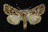  ( - AOC Lep 00137)  @14 [ ] Copyright (2014) Axel Hausmann/Bavarian State Collection of Zoology (ZSM) Universidad de Murcia