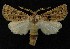  (Agrotis lata - AOC Lep 00138)  @15 [ ] Copyright (2014) Axel Hausmann/Bavarian State Collection of Zoology (ZSM) Universidad de Murcia