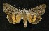  (Catocala mariana - AOC Lep 00139)  @15 [ ] Copyright (2014) Axel Hausmann/Bavarian State Collection of Zoology (ZSM) Universidad de Murcia