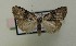  ( - AOC Lep 00140)  @13 [ ] Copyright (2014) Axel Hausmann/Bavarian State Collection of Zoology (ZSM) Universidad de Murcia