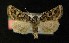  ( - AOC Lep 00151)  @13 [ ] Copyright (2014) Axel Hausmann/Bavarian State Collection of Zoology (ZSM) Universidad de Murcia