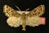  (Leucochlaena oditis - AOC Lep 00153)  @14 [ ] Copyright (2014) Axel Hausmann/Bavarian State Collection of Zoology (ZSM) Universidad de Murcia