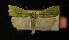  ( - AOC Lep 00157)  @13 [ ] Copyright (2014) Axel Hausmann/Bavarian State Collection of Zoology (ZSM) Universidad de Murcia