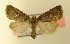  (Caradrina germainii - AOC Lep 00161)  @14 [ ] Copyright (2014) Axel Hausmann/Bavarian State Collection of Zoology (ZSM) Universidad de Murcia