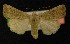  ( - AOC Lep 00165)  @13 [ ] Copyright (2014) Axel Hausmann/Bavarian State Collection of Zoology (ZSM) Universidad de Murcia