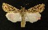  ( - AOC Lep 00166)  @13 [ ] Copyright (2014) Axel Hausmann/Bavarian State Collection of Zoology (ZSM) Universidad de Murcia