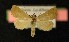  ( - AOC Lep 00176)  @14 [ ] Copyright (2014) Axel Hausmann/Bavarian State Collection of Zoology (ZSM) Universidad de Murcia