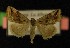  ( - AOC Lep 00179)  @14 [ ] Copyright (2014) Axel Hausmann/Bavarian State Collection of Zoology (ZSM) Universidad de Murcia