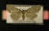  ( - AOC Lep 00180)  @13 [ ] Copyright (2014) Axel Hausmann/Bavarian State Collection of Zoology (ZSM) Universidad de Murcia