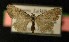  ( - AOC Lep 00181)  @13 [ ] Copyright (2014) Axel Hausmann/Bavarian State Collection of Zoology (ZSM) Universidad de Murcia