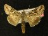  ( - AOC Lep 00183)  @14 [ ] Copyright (2014) Axel Hausmann/Bavarian State Collection of Zoology (ZSM) Universidad de Murcia