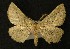  ( - AOC Lep 00206)  @13 [ ] Copyright (2014) Axel Hausmann/Bavarian State Collection of Zoology (ZSM) Universidad de Murcia