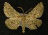  ( - AOC Lep 00207)  @13 [ ] Copyright (2014) Axel Hausmann/Bavarian State Collection of Zoology (ZSM) Universidad de Murcia