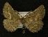  ( - AOC Lep 00208)  @14 [ ] Copyright (2014) Axel Hausmann/Bavarian State Collection of Zoology (ZSM) Universidad de Murcia