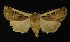  ( - AOC Lep 00216)  @11 [ ] Copyright (2014) Axel Hausmann/Bavarian State Collection of Zoology (ZSM) Universidad de Murcia