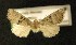  ( - AOC Lep 00249)  @12 [ ] Copyright (2014) Axel Hausmann/Bavarian State Collection of Zoology (ZSM) Universidad de Murcia