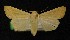  ( - AOC Lep 00261)  @14 [ ] Copyright (2014) Axel Hausmann/Bavarian State Collection of Zoology (ZSM) Universidad de Murcia