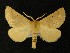  (Crocallis albarracina - AOC Lep 00262)  @14 [ ] Copyright (2014) Axel Hausmann/Bavarian State Collection of Zoology (ZSM) Universidad de Murcia