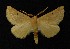  ( - AOC Lep 00263)  @13 [ ] Copyright (2014) Axel Hausmann/Bavarian State Collection of Zoology (ZSM) Universidad de Murcia