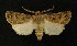  ( - AOC Lep 00266)  @14 [ ] Copyright (2014) Axel Hausmann/Bavarian State Collection of Zoology (ZSM) Universidad de Murcia