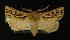  ( - AOC Lep 00270)  @13 [ ] Copyright (2014) Axel Hausmann/Bavarian State Collection of Zoology (ZSM) Universidad de Murcia