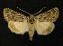  ( - AOC Lep 00271)  @14 [ ] Copyright (2014) Axel Hausmann/Bavarian State Collection of Zoology (ZSM) Universidad de Murcia
