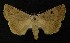  ( - AOC Lep 00273)  @13 [ ] Copyright (2014) Axel Hausmann/Bavarian State Collection of Zoology (ZSM) Universidad de Murcia