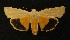  ( - AOC Lep 00274)  @12 [ ] Copyright (2014) Axel Hausmann/Bavarian State Collection of Zoology (ZSM) Universidad de Murcia