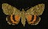  ( - AOC Lep 00289)  @13 [ ] Copyright (2014) Axel Hausmann/Bavarian State Collection of Zoology (ZSM) Universidad de Murcia