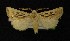  ( - AOC Lep 00290)  @13 [ ] Copyright (2014) Axel Hausmann/Bavarian State Collection of Zoology (ZSM) Universidad de Murcia