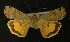 ( - AOC Lep 00297)  @13 [ ] Copyright (2014) Axel Hausmann/Bavarian State Collection of Zoology (ZSM) Universidad de Murcia
