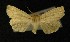  ( - AOC Lep 00299)  @13 [ ] Copyright (2014) Axel Hausmann/Bavarian State Collection of Zoology (ZSM) Universidad de Murcia