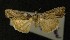  ( - AOC Lep 00300)  @12 [ ] Copyright (2014) Axel Hausmann/Bavarian State Collection of Zoology (ZSM) Universidad de Murcia