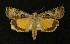  ( - AOC Lep 00303)  @14 [ ] Copyright (2014) Axel Hausmann/Bavarian State Collection of Zoology (ZSM) Universidad de Murcia