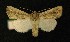  ( - AOC Lep 00308)  @11 [ ] Copyright (2014) Axel Hausmann/Bavarian State Collection of Zoology (ZSM) Universidad de Murcia