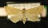  (Raparna - AOC Lep 00309)  @15 [ ] Copyright (2014) Axel Hausmann/Bavarian State Collection of Zoology (ZSM) Universidad de Murcia