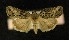  ( - AOC Lep 00310)  @12 [ ] Copyright (2014) Axel Hausmann/Bavarian State Collection of Zoology (ZSM) Universidad de Murcia