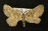  ( - AOC Lep 00312)  @13 [ ] Copyright (2014) Axel Hausmann/Bavarian State Collection of Zoology (ZSM) Universidad de Murcia