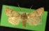  ( - AOC Lep 00319)  @11 [ ] Copyright (2014) Axel Hausmann/Bavarian State Collection of Zoology (ZSM) Universidad de Murcia